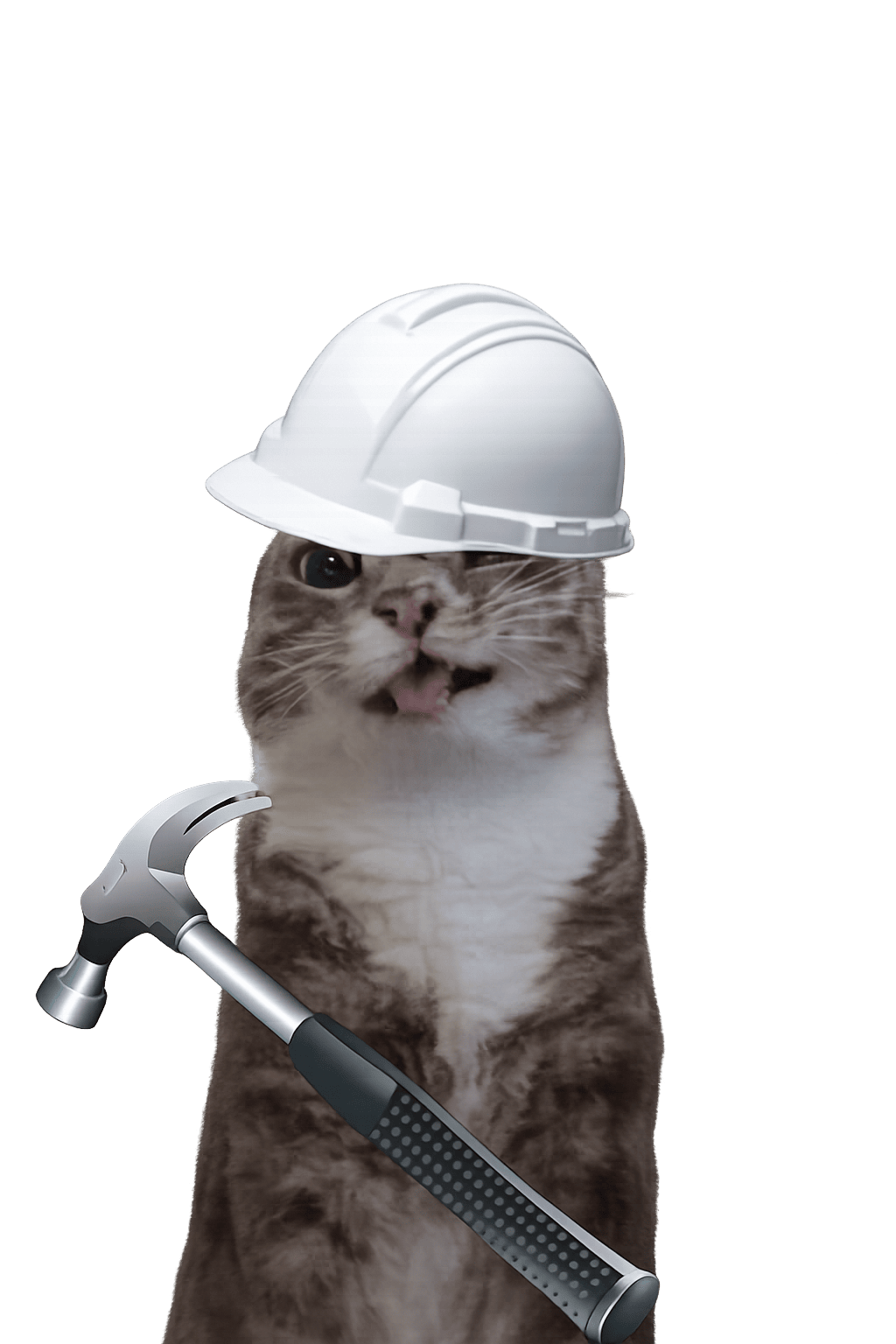 Кот-курьер qgram share